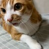 の写真