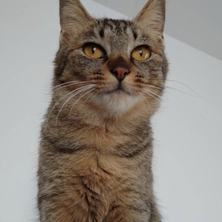 誰にでもゴロスリ　