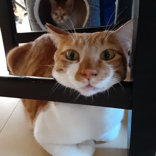 素直で天然！茶白猫 茶太郎くん