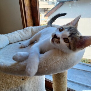 12/19譲渡会☆ゴロスリ甘えん坊３ヶ月男の子