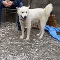 とても優しい中型犬の男の子です！