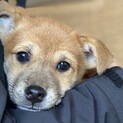 推定2ヶ月♀チャミ募集中止