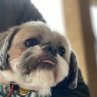 推定7〜8歳、静子募集中止します。