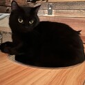 ふわふわ丸っこい黒猫