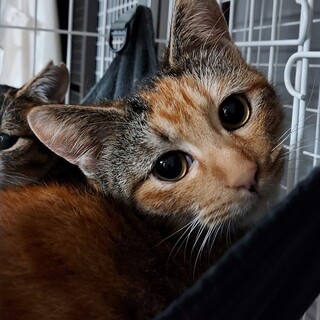 和風美人の三毛猫ちゃん