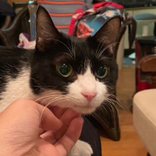 甘えたがり最高潮！７歳♂