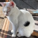 人ベタ慣れ甘えた♀
