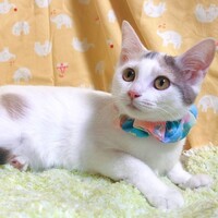 ピーノ