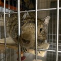 デグー　オス1歳