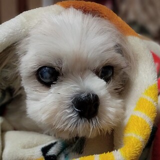 ブリーダー崩壊救出　愛らしいシーズー