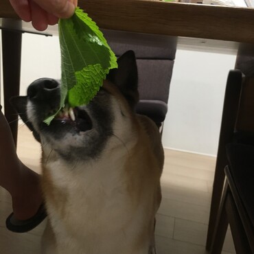 の写真