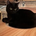 フォルムまるっこい腹白の黒猫