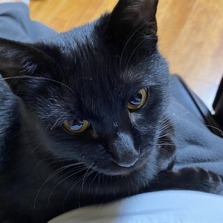 　黒猫 オス 去勢済。とても甘えん坊です。