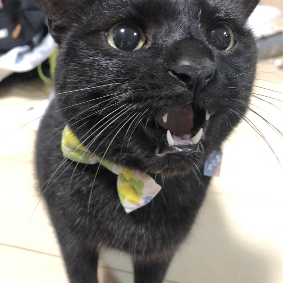 ひじきのカバー写真