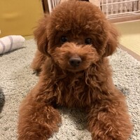 なつ