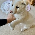 里親さま決まりました☆