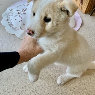 里親さま決まりました☆