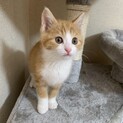 素敵な里親様と出会えました♡ミエル