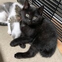 素敵な里親様と出会えました♡ネロ