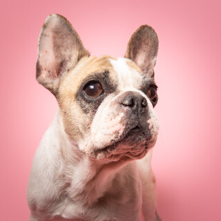 メリーちゃん☆フレブル☆ハニーパイド