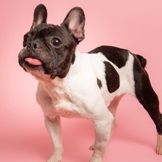 クリスちゃん☆フレブル☆3歳