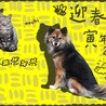 の写真
