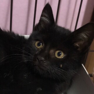 おっとりゴロゴロの甘えん坊　なる君