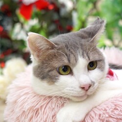 ＊キャットソシオン譲渡会＊第119回