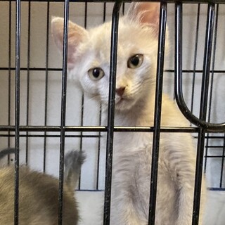 子猫のムーちゃん