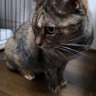 むぎさび柄の甘えん坊⭐︎女の子の保護猫