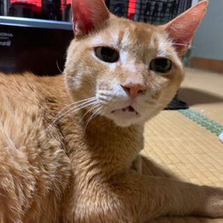 ま〜ったり茶トラボーイ☆リンダ