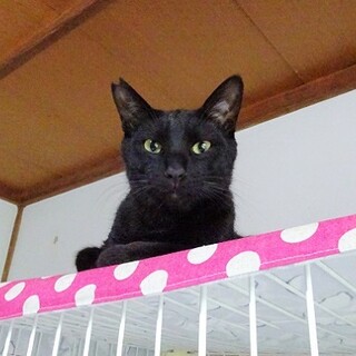 【動画】猫じゃらし大好き☆好奇心旺盛な男の子