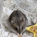 ジャンガリアンハムスター　ブルーサファイアオス1歳