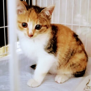 パステル三毛　幼気な少女☆ミケちゃん