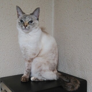 緊急SOS！飼い主が施設に入るので。