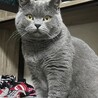 たなかんかん