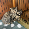 キジトラ子猫 兄弟２匹の里親募集中です