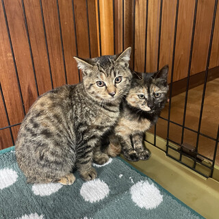 キジトラ子猫 兄弟２匹の里親募集中です