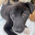 スミオくん　ミックス♂保護犬