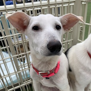 パティちゃん　ミックス♀保護犬
