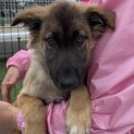 空くん　シェパードミックス♂保護犬