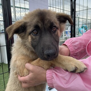 大地くん　シェパードミックス♂保護犬