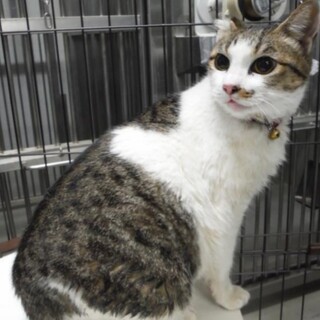 処分間近 馴れ馴れのキジシロちゃん