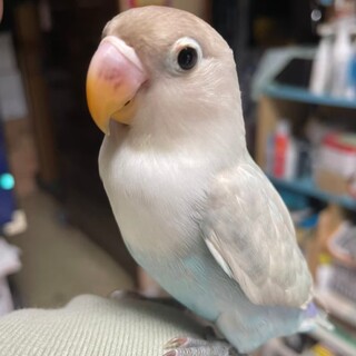白ボタンインコ