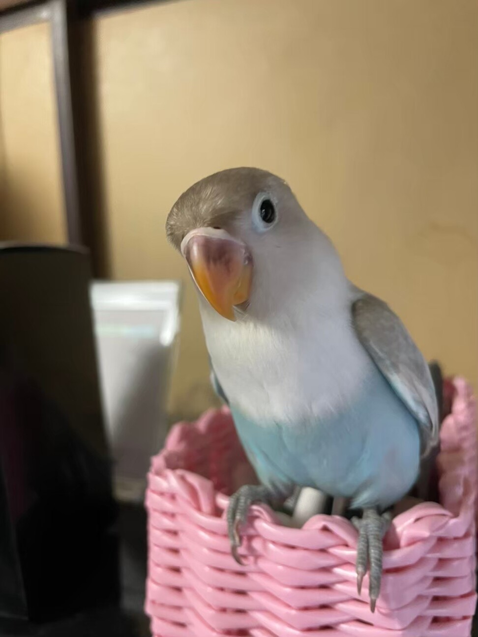 白ボタンインコ 東京都 鳥の里親募集 ペットのおうち 月間利用者150万人