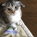 女の子　保護猫　里親様募集