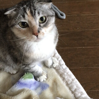 女の子　保護猫　里親様募集