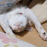 こたつ、大好きでーす (^O^)／