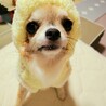 の写真