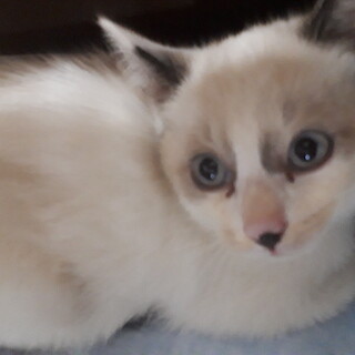 マイペースなシャムオくん